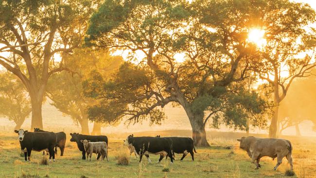 Cattle grazing near Cowra, NSW.