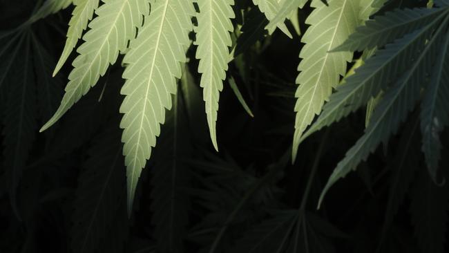 During a drug bust at a rural property at Byfield, near Yeppoon, police found 59 cannabis plants growing. Generic image.