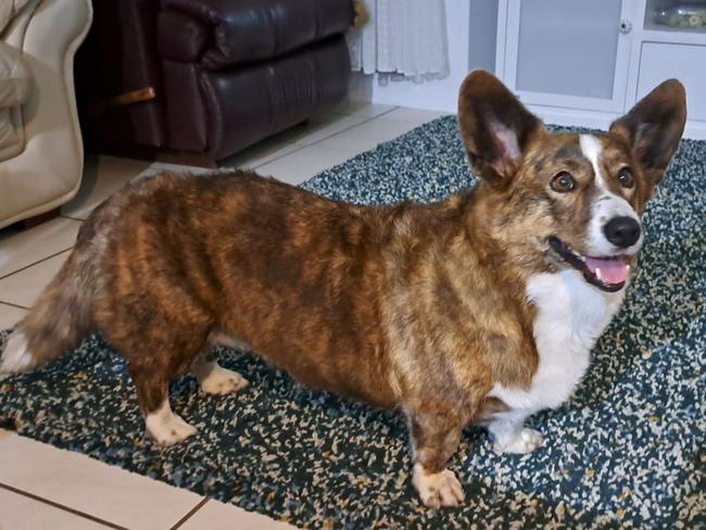 Sunshine Coast's cutest dog - Charlie Rose