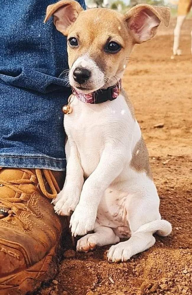 Minnie: Amanda Giles' 18 month old Mini Foxie