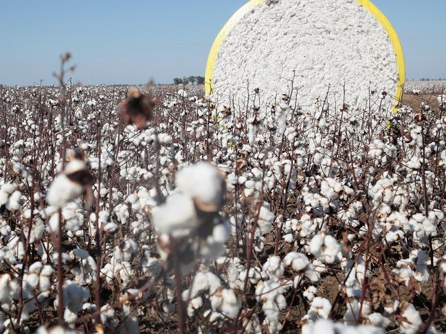 WILSON, AR - OCTOBER 30: Cotton modules are dropped in a field during harvest on October 30, 2017 near Wilson, Arkansas. Despite extensive damage to the nation's cotton crop from Hurricane Harvey, the USDA expects cotton production to exceed last years levels by a significant amount.   Scott Olson/Getty Images/AFP == FOR NEWSPAPERS, INTERNET, TELCOS & TELEVISION USE ONLY ==