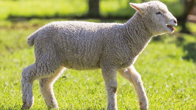 Mandatory pain relief when mulesing lambs could present an opportunity for producers. Picture: Alex Coppel.