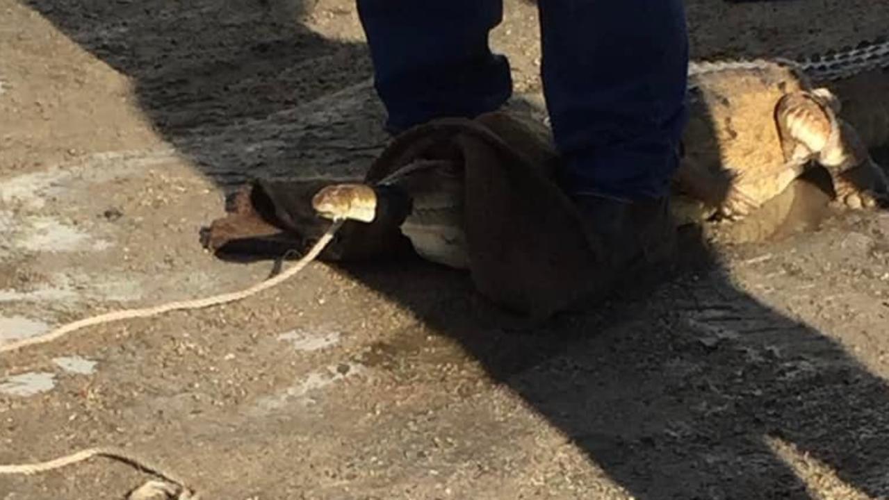 The Wildlife Department was notified of the crocodile at the Bowen Showgrounds on Saturday. Picture: Facebook