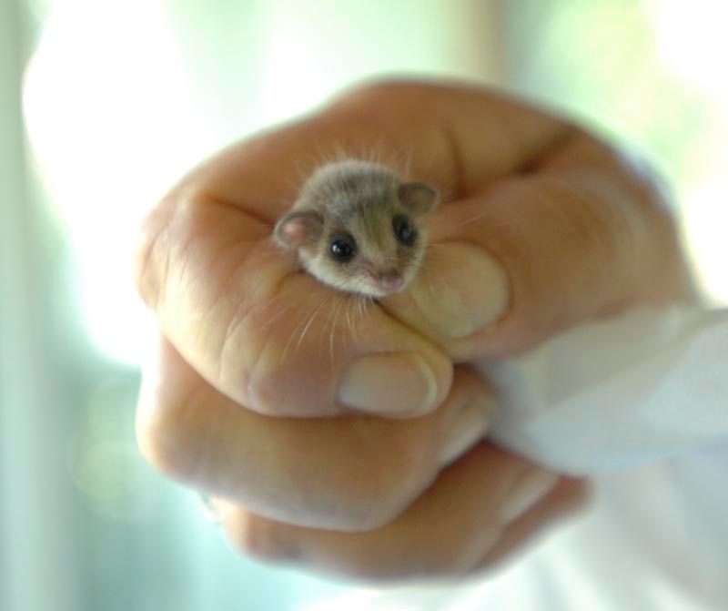 An infant Feathertail Glider, about 85 days old, was found all alone and handed into Katy Stewart of WIRES. Picture: Jay Cronan