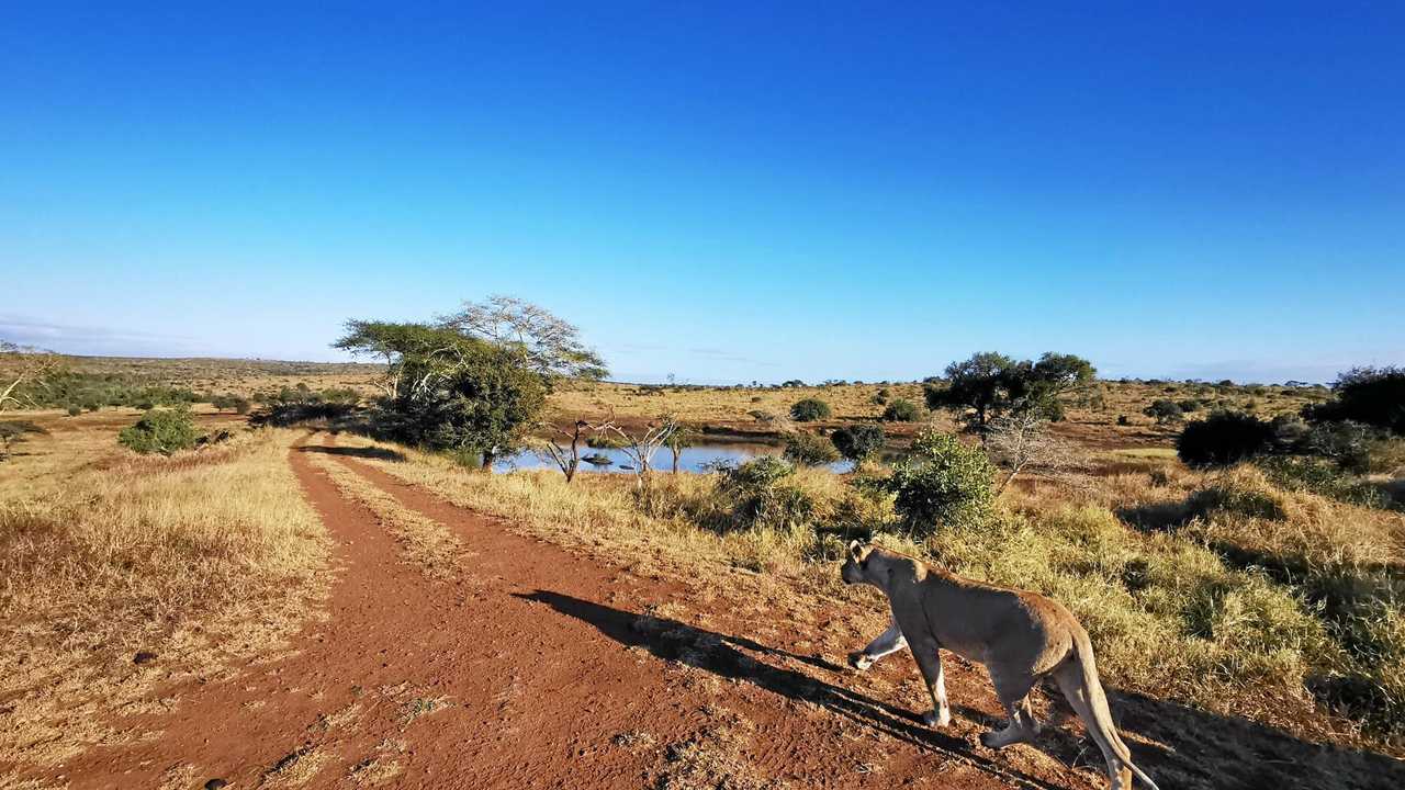 A lioness stalks its prey in another morning at the Phinda Game Reserve in South Africa. Picture: Will Hunter