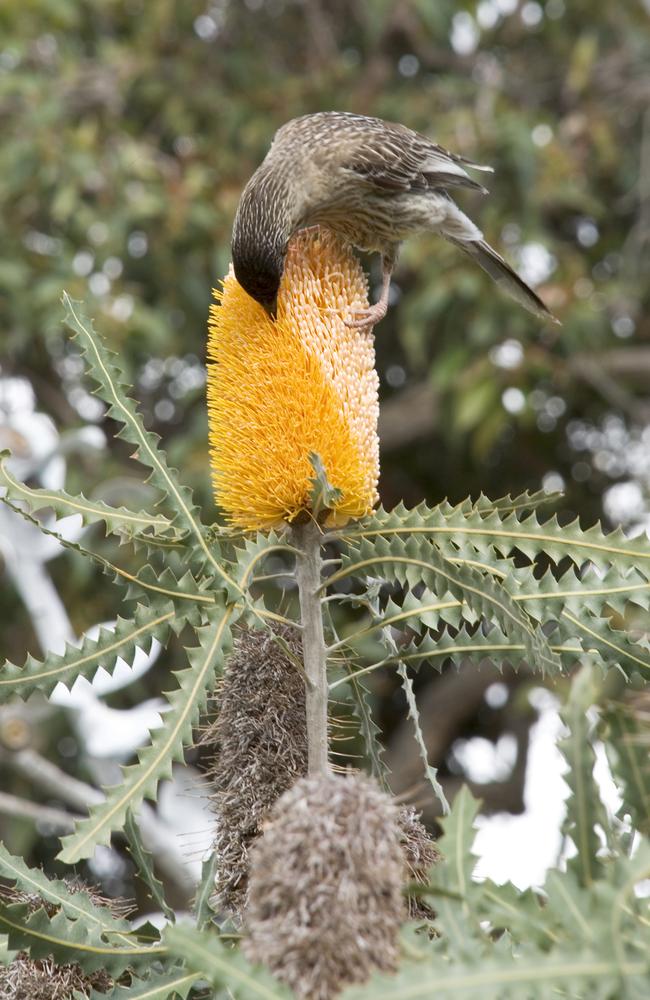 Bird on a Banksia.