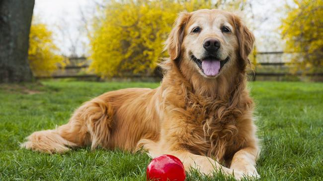 Papal blessing: yes, there’s a place for dogs in heaven