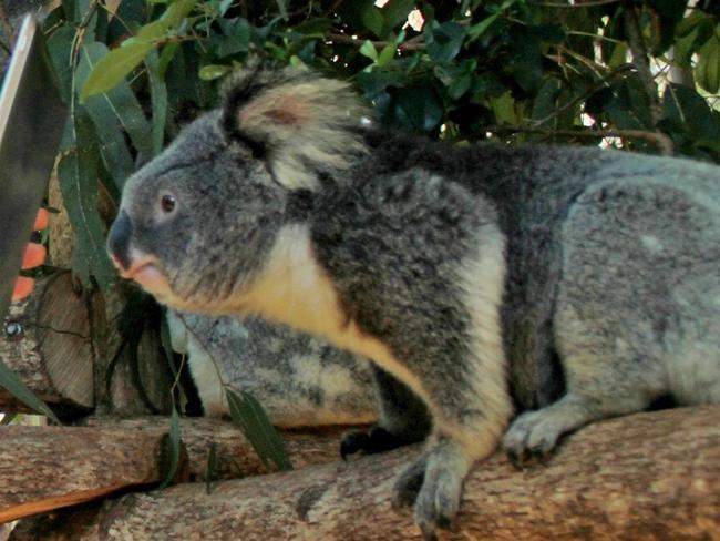 President of Friends of the Koala, Lorraine Vass gets a picture of 'Sweetie' on her iPad for the Greta Koala Count.