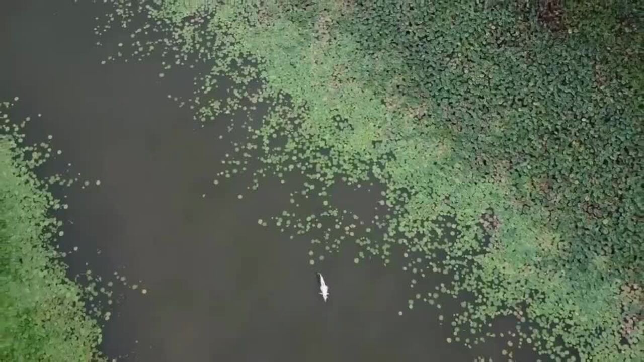 Stunning drone footage of a crocodile dragging another crocodile at Corroboree