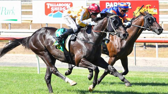 Powerful Torque, pictured winning at Seymour on February 12, is Brad Waters’ best value bet at Pakenham on Thursday. Picture: Pat Scala / Racing Photos