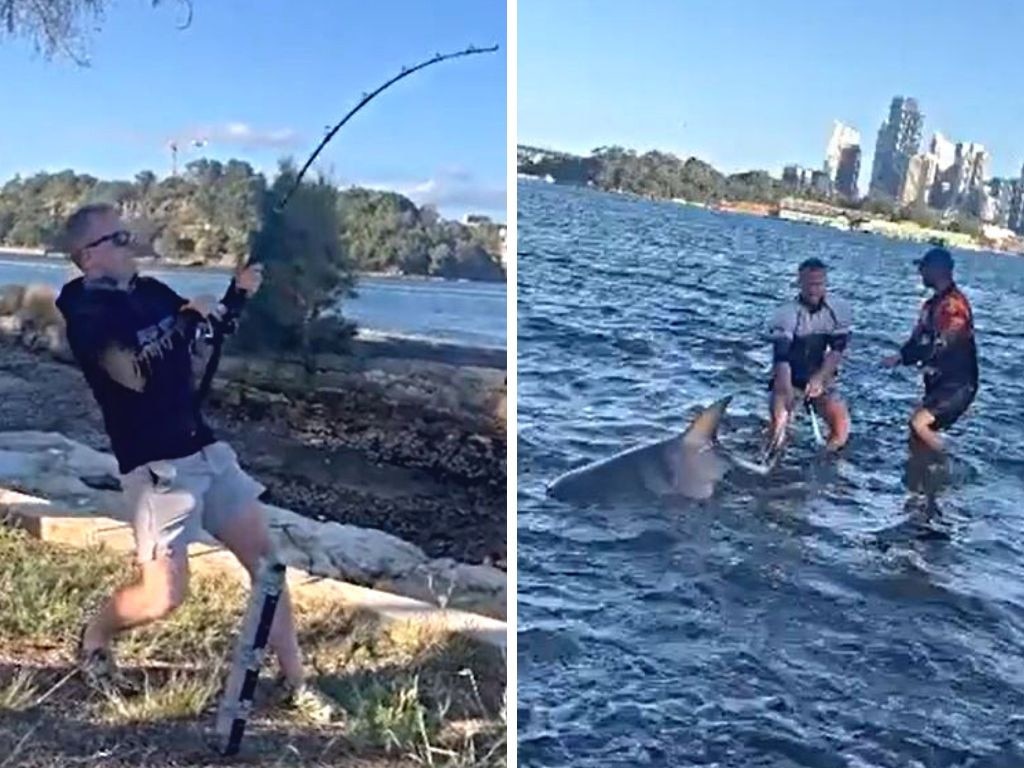 A Sydney fisherman was met with shock this week after he pulled a huge three-metre bull shark from Sydney Harbour. Picture: Channel 9.