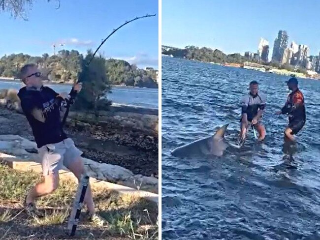 A Sydney fisherman was met with shock this week after he pulled a huge three-metre bull shark from Sydney Harbour. Picture: Channel 9.