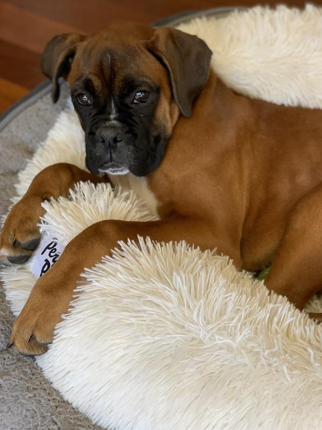 Six-month-old boxer puppy Ziggy died after she was bitten by a brown snake in Ormeau. Picture: Cheryl Moyle