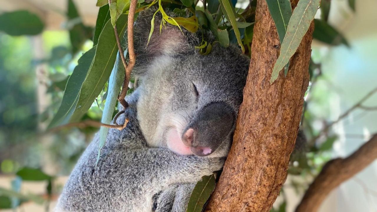 Backlash after sanctuary ends koala cuddles