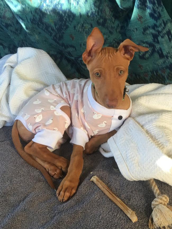 Ms Kennedy’s pharaoh hound puppy was found sniffing around another piece of bait last week. Picture: supplied