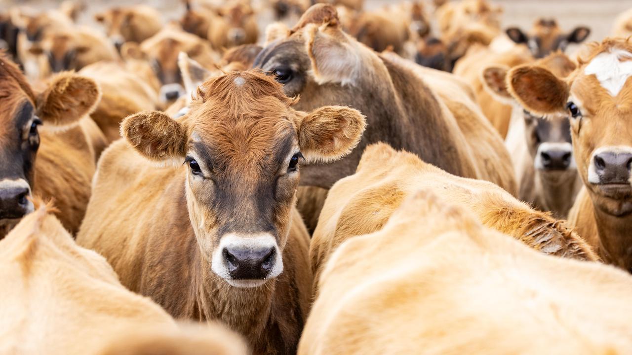 Opening price hopes raised by buoyant GDT