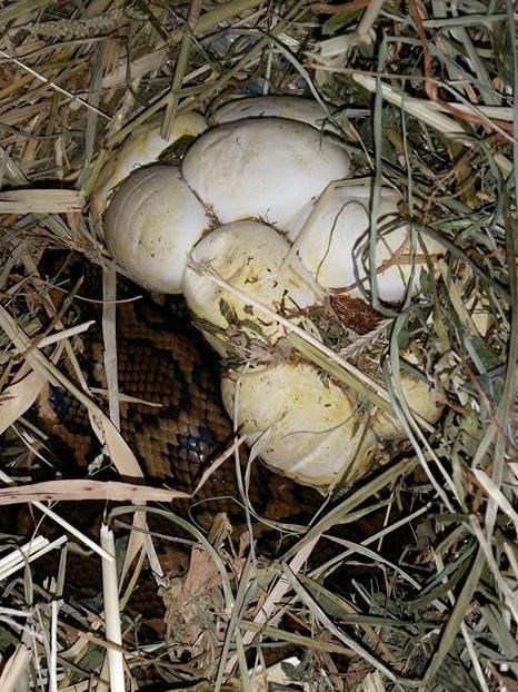 File: A Coastal Carpet Python and eggs that were found in a hay bale in Elanora in December, 2015. The snake was relocated and the eggs were put in an incubator by a carer. Picture: Snake Catchers Brisbane, Ipswich, Logan and Gold Coast/Facebook.