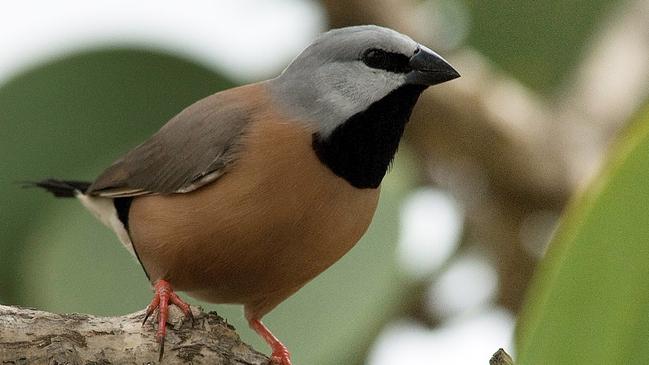 The Galilee Basin is a stronghold for the black-throated finch. File picture