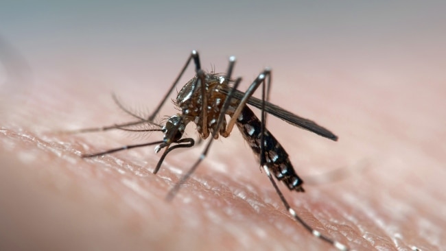 Disease vector mosquito known for dengue, yellow fever and zika virus