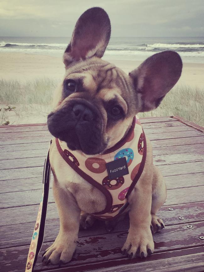 Mr Wilson for reader pets in Gold Coast Eye