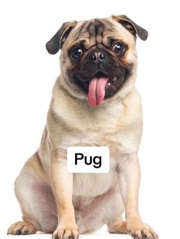 He also wouldn't want to own a pug due to their breathing issues. Picture: TikTok@apexdogtraining