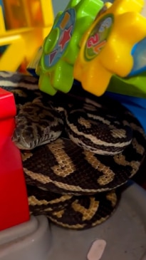 Massive python spotted hiding in kids' toy