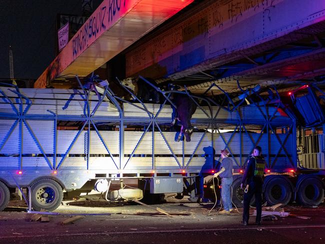 Multiple cows were seen jumping from the trailer. Picture: Jake Nowakowski