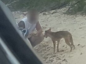 The Brisbane man was photographed on March 17, 2022, allegedly feeding the dingo, known as wongari by the Butchulla people, at the Hook Point southern barge area.