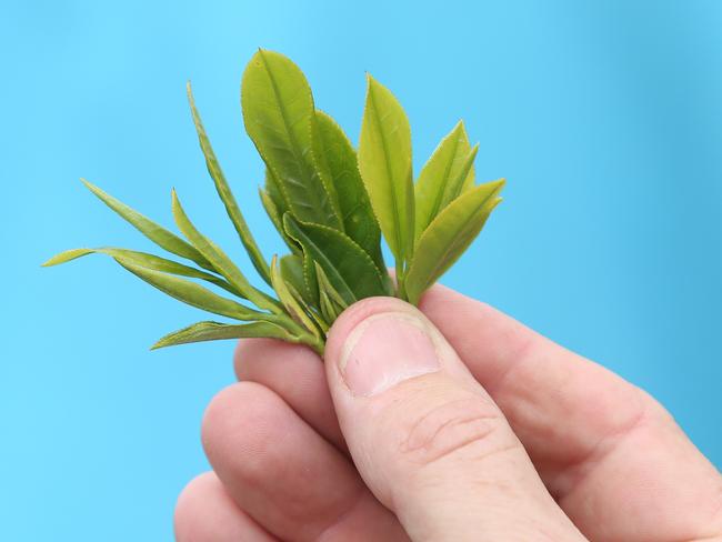 Green tea plants can live beyond 50 years. Picture: AAP Image/Sue Graham