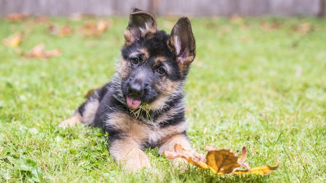 A German Shepherd puppy. Picture: iStock