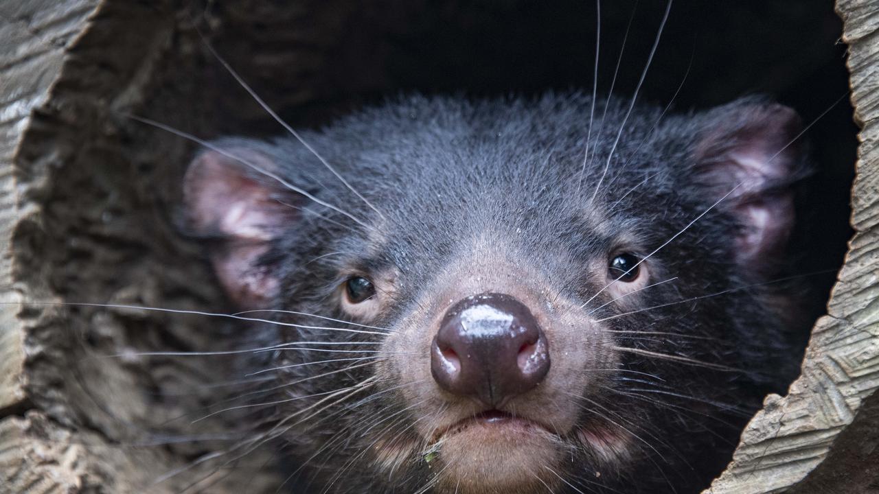 Tasmanian devils delights at Rainforestation Nature Park Kuranda | The  Cairns Post