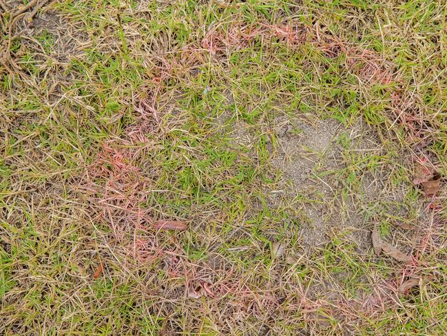 They can be hard to spot but fire ant nests looks similar this one pictured. (AAP Image/Richard Walker)