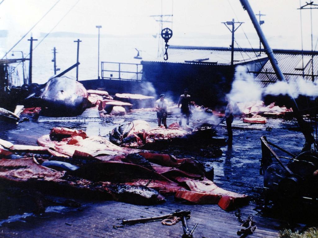 Whalers working off the coast of Albany, near Misery Beach, in 1970.