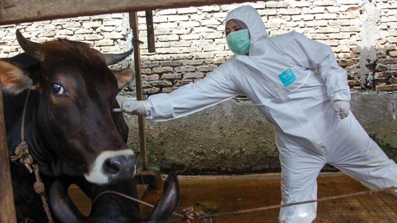 There are renewed concerns around foot and mouth disease coming to Australia. Picture: Andi/AFP