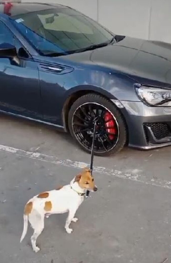 A dog tied to a car in Geelong West. Picture: TikTok