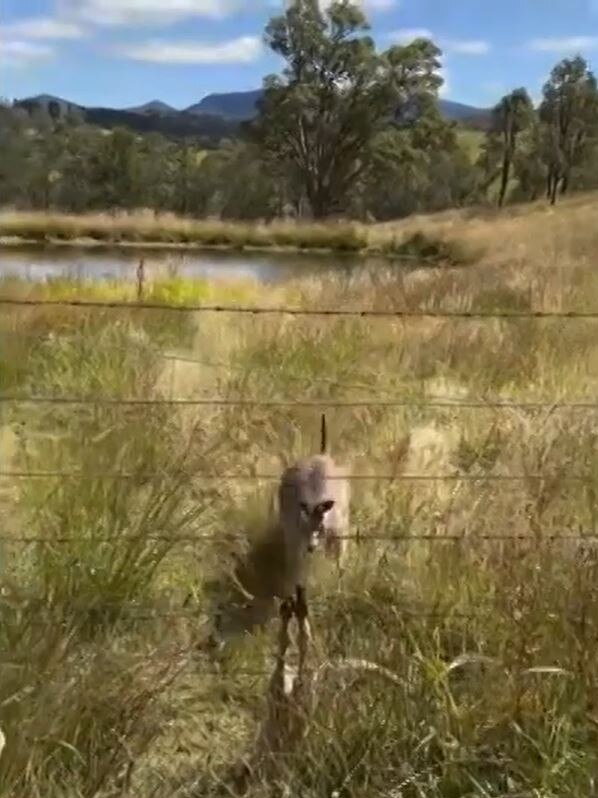 A kangaroo has attacked a woman trying to save it‘s joey. Picture: 9News