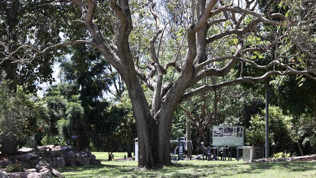 A man is in a critical condition after falling from a tree, believed to be this one, on Gould Rd in Herston this morning. Picture: Tara Croser.