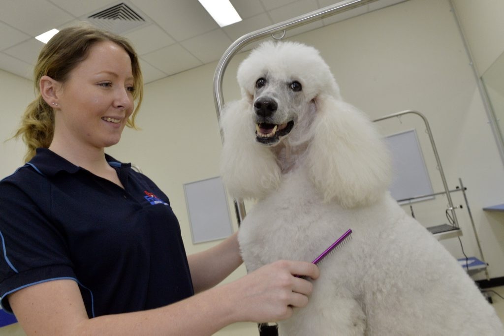 Best Friends the new place to pamper your pooch The Courier Mail