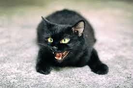 LUCKY CAT: Friday 13th can be a lucky day despite how many black cats you come across,. Picture: Supplied