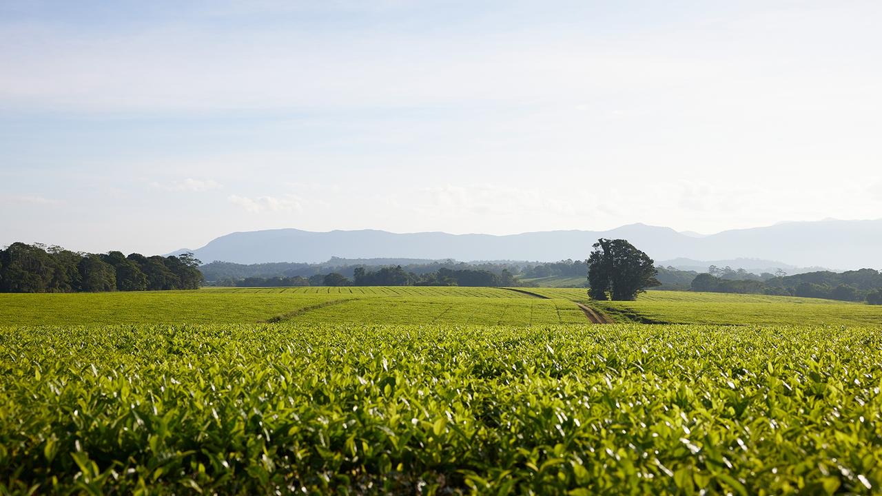 Nerada’s tea’s plantation in Far North Queensland which is currently in hibernation.