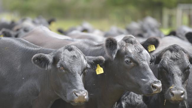 The current price ‘gap’ between what exporters pay for cows in saleyards and what they can get for grinding beef in the US is vast: translation. Picture: Dannika Bonser