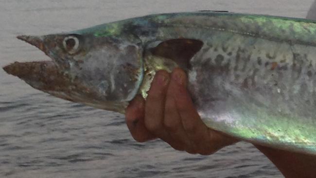 Lachie Orange with his 4kg spanish mackerel, caught off the rocks at Fannie Bay.