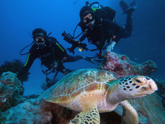 Divers spot a sea turtle. Picture: Julia Sumerling/ Mike Ball Dive Expeditions.
