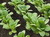 Fast food: why Asian greens are good for your garden