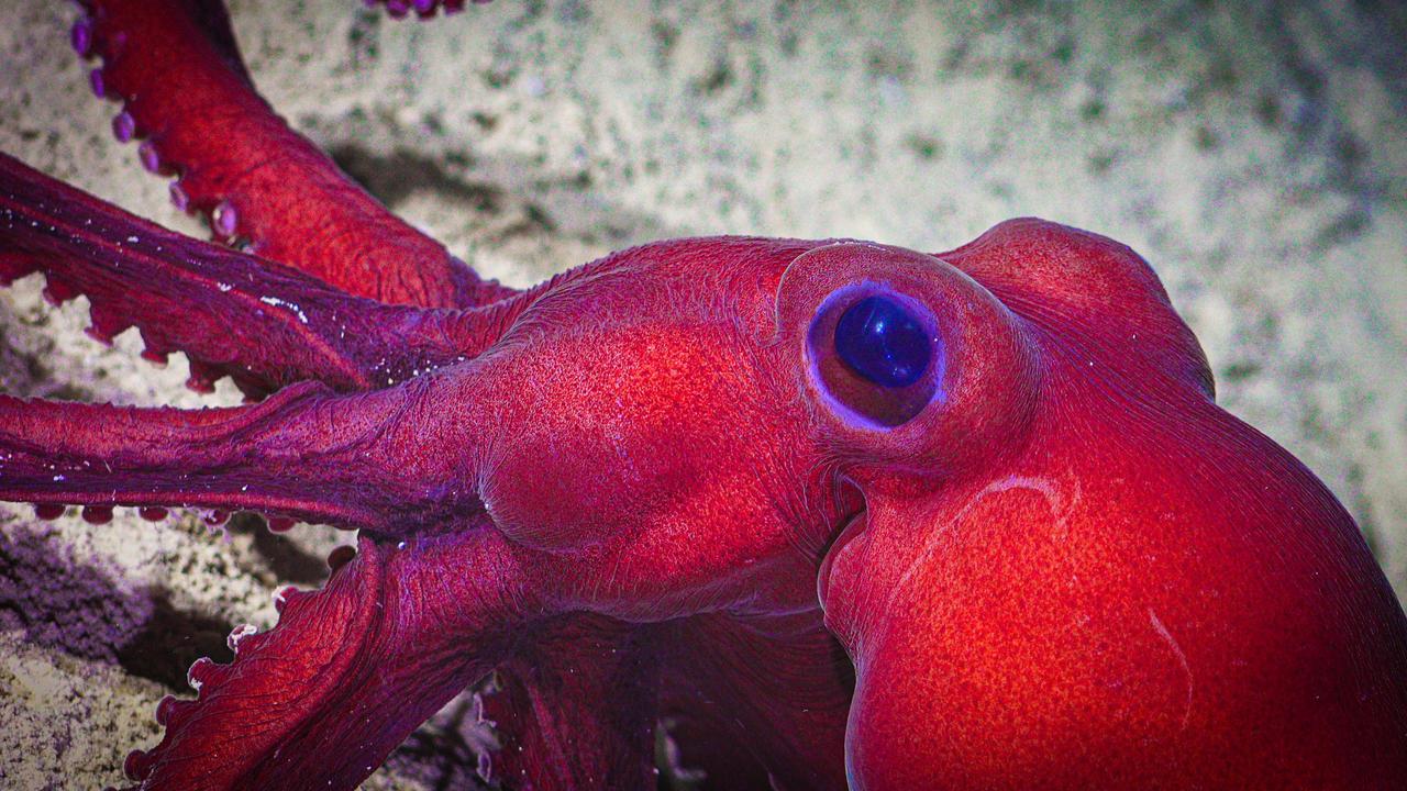 Armed and dangerous: octopus genetic secrets unveiled