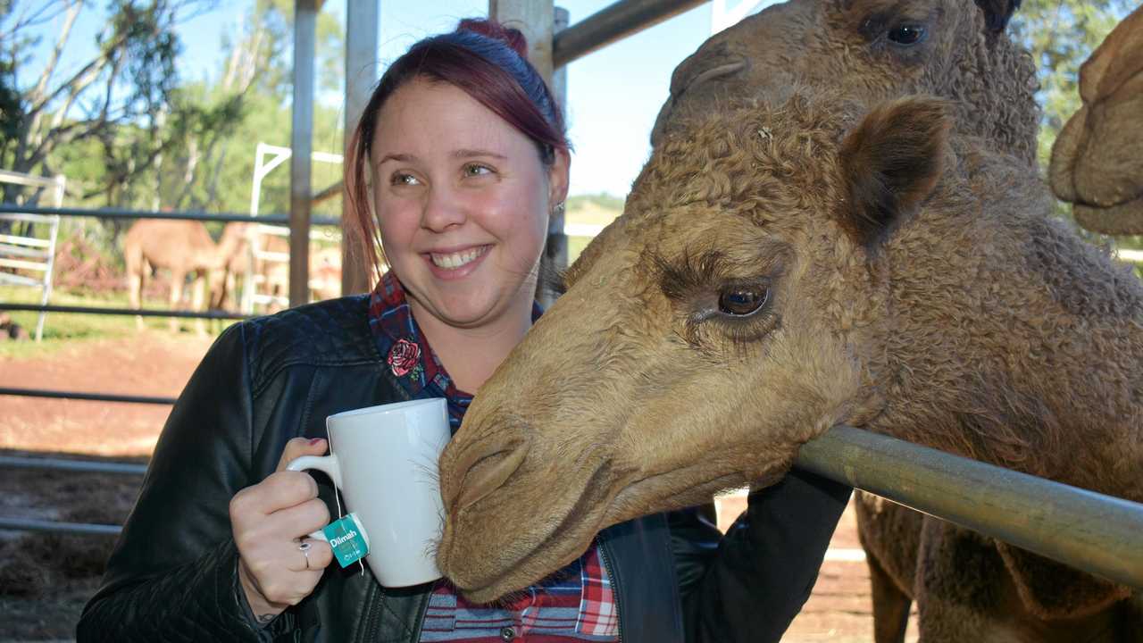 Cuddling camels at Camelot… that’s a lot of alliteration | The Courier Mail