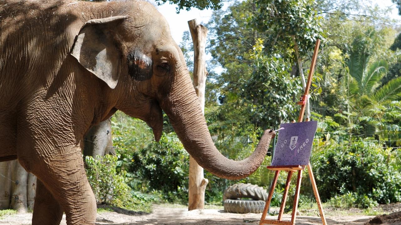 Keepers and visitors to Perth Zoo are bracing for the worst following news an iconic resident’s health is in steep decline. Picture: AAP / Supplied by Perth Zoo