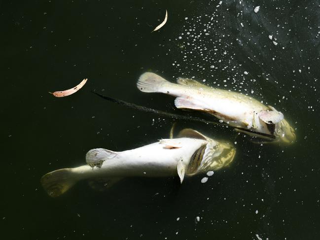 Murray cod float in Darling River near Menindee. Picture: AAP 