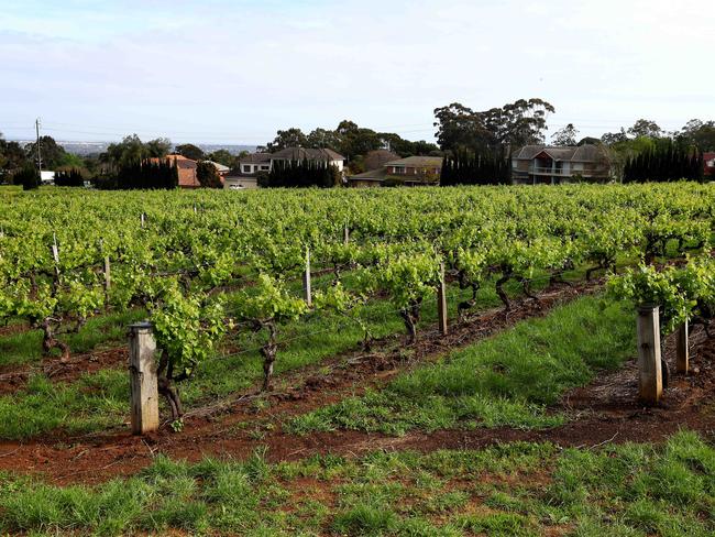 Winemakers are bracing for the biggest trade blow from Beijing yet, with fears China could cut off Australian wine and other imports from Friday. Picture: Simon Cross