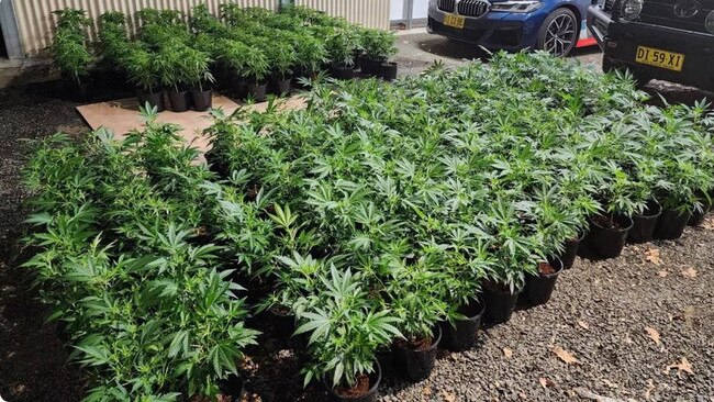 Following the men's arrest, rows and rows of cannabis were seized by NSW Police. Picture: NSW Police